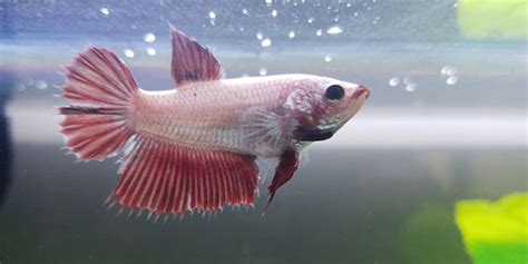 beta fish names|456 Amazing Betta Fish Names .